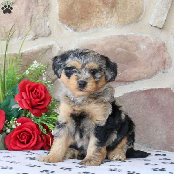Rowan, Mini Bernedoodle Puppy
