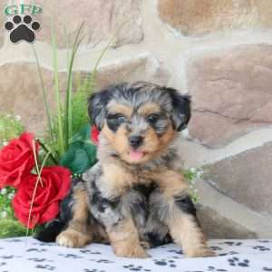 Rowan, Mini Bernedoodle Puppy
