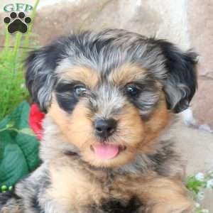 Rowan, Mini Bernedoodle Puppy