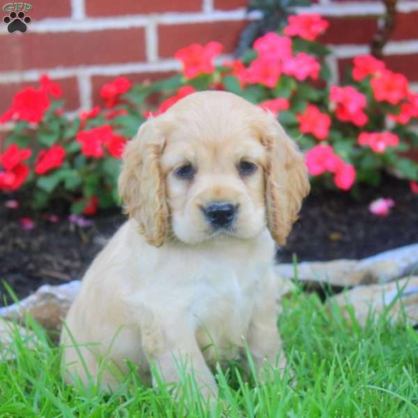 Rowan, Cocker Spaniel Puppy