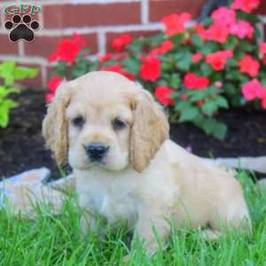 Rowan, Cocker Spaniel Puppy
