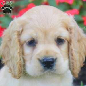 Rowan, Cocker Spaniel Puppy
