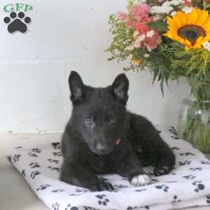 Roxanne, German Shepherd Puppy