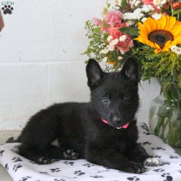 Roxanne, German Shepherd Puppy