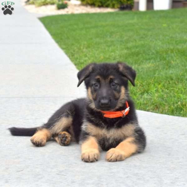 Roxy, German Shepherd Puppy