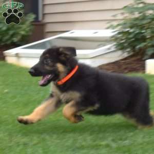 Roxy, German Shepherd Puppy