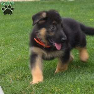 Roxy, German Shepherd Puppy