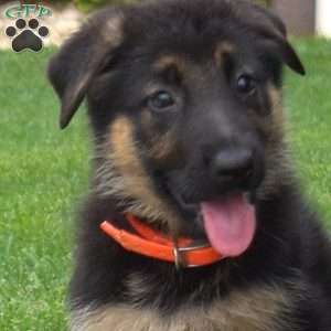 Roxy, German Shepherd Puppy