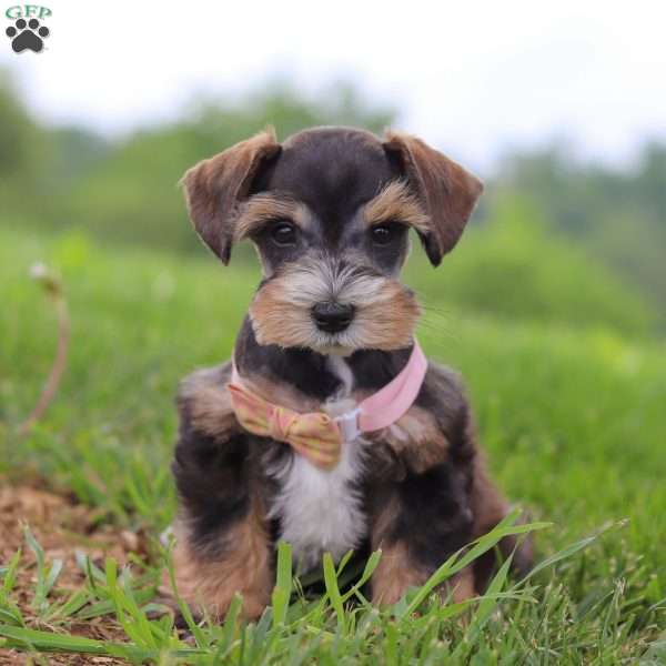 Ruby, Miniature Schnauzer Puppy