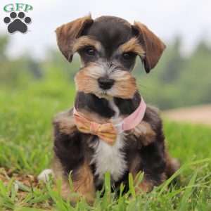 Ruby, Miniature Schnauzer Puppy