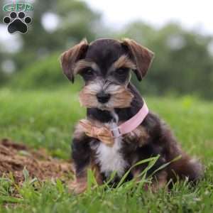 Ruby, Miniature Schnauzer Puppy