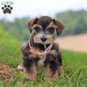 Ruby, Miniature Schnauzer Puppy