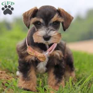 Ruby, Miniature Schnauzer Puppy