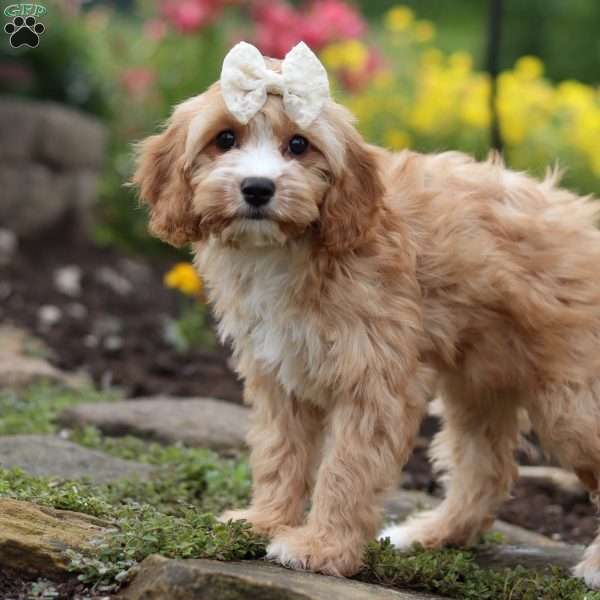 Ruby, Cavapoo Puppy