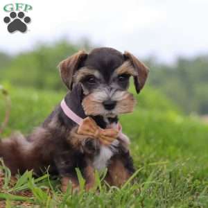Ruby, Miniature Schnauzer Puppy