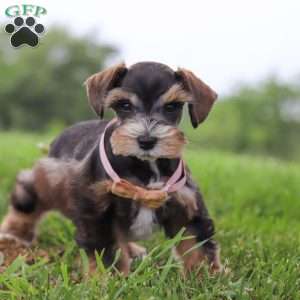 Ruby, Miniature Schnauzer Puppy