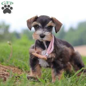Ruby, Miniature Schnauzer Puppy