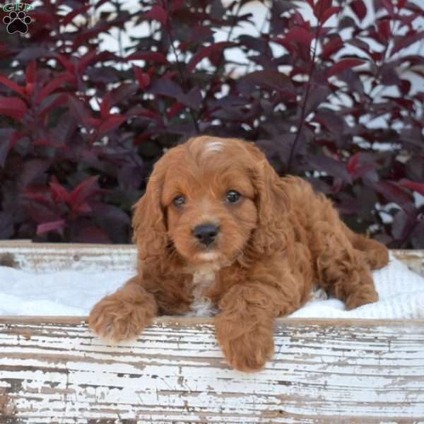 Ruby, Cavapoo Puppy