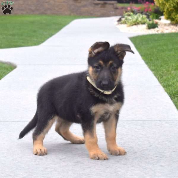 Ruby, German Shepherd Puppy