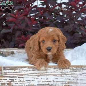 Ruby, Cavapoo Puppy