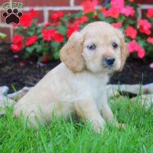 Ruby, Cocker Spaniel Puppy