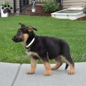 Ruby, German Shepherd Puppy