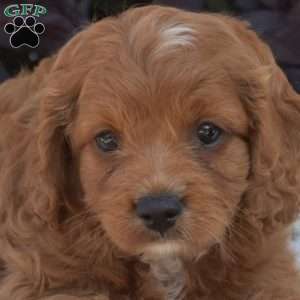 Ruby, Cavapoo Puppy
