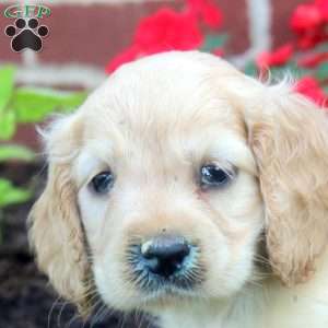 Ruby, Cocker Spaniel Puppy