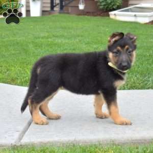 Ruby, German Shepherd Puppy