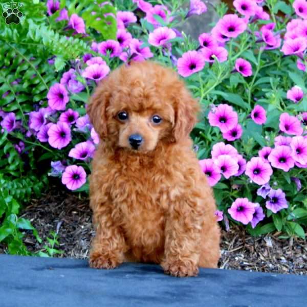 Ruby, Toy Poodle Puppy