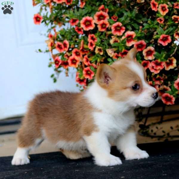 Ruby, Pembroke Welsh Corgi Puppy