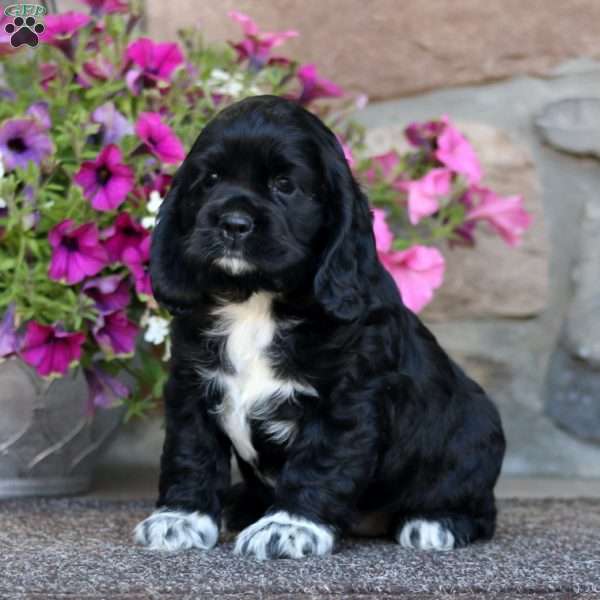 Ruby, Cocker Spaniel Puppy