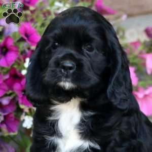 Ruby, Cocker Spaniel Puppy