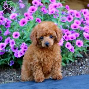 Ruby, Toy Poodle Puppy