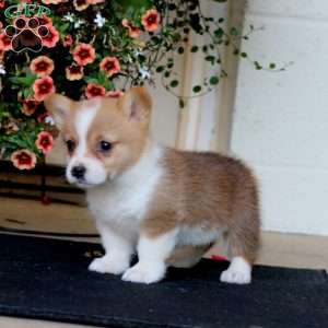 Ruby, Pembroke Welsh Corgi Puppy