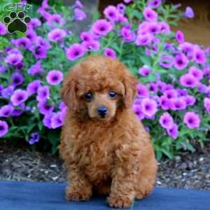 Ruby, Toy Poodle Puppy