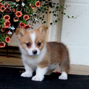 Ruby, Pembroke Welsh Corgi Puppy
