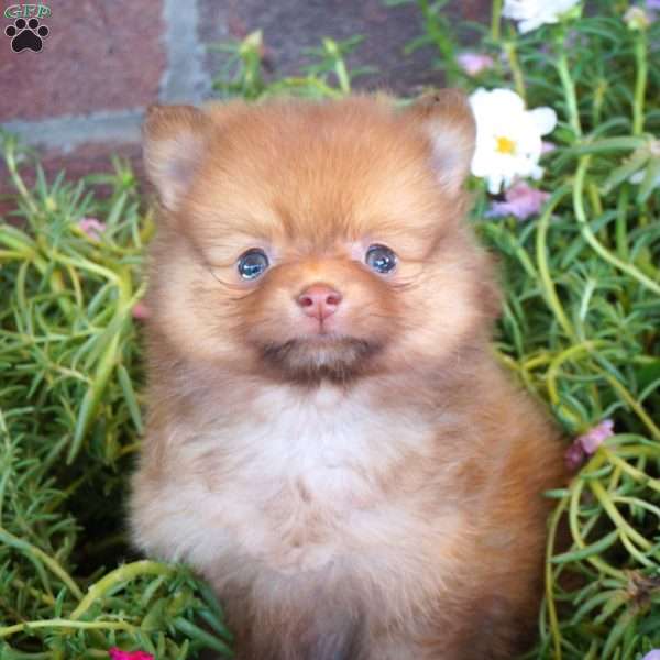 Ruby, Pomeranian Puppy