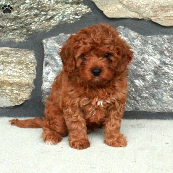 Rudy, Cavapoo Puppy