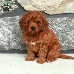 Rudy, Cavapoo Puppy