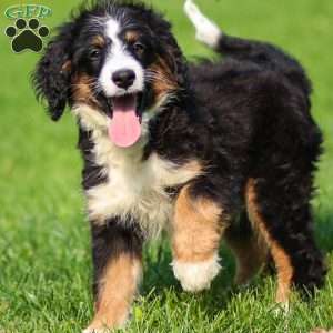 Rue, Mini Bernedoodle Puppy