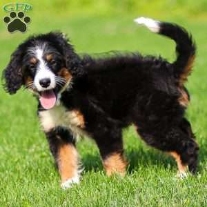 Rue, Mini Bernedoodle Puppy