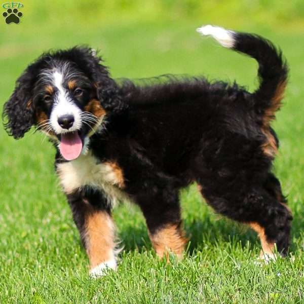 Rue, Mini Bernedoodle Puppy