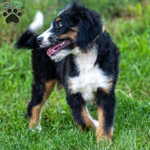 Rue, Mini Bernedoodle Puppy