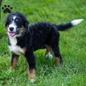 Rue, Mini Bernedoodle Puppy