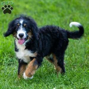 Rue, Mini Bernedoodle Puppy