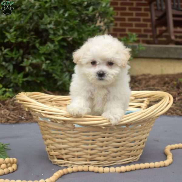 Ruffles, Bichon Frise Puppy