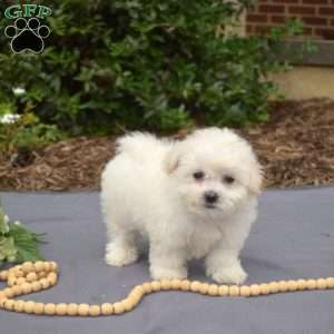 Ruffles, Bichon Frise Puppy