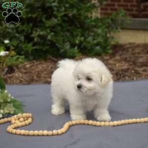 Ruffles, Bichon Frise Puppy