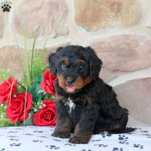 Ruger, Mini Bernedoodle Puppy